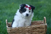 MINNIE, a female Miniature American Shepherd for sale in Baltic, OH – Photo 2 of 10