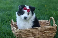 MINNIE, a female Miniature American Shepherd for sale in Baltic, OH – Photo 5 of 10