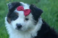 MINNIE, a female Miniature American Shepherd for sale in Baltic, OH – Photo 9 of 10