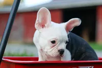 MOLLY, a male Frenchton for sale in Baltic, OH – 2 of 9