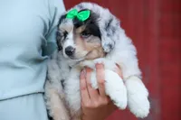 LANDON, a male Miniature American Shepherd for sale in Baltic, OH – 4 of 10