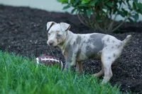 MOLLY, a female Miniature Pinscher for sale in Baltic, OH – 3 of 10