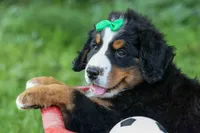 SCOUT, a male Bernese Mountain Dog for sale in Baltic, OH – 4 of 10