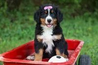SALLY, a female Bernese Mountain Dog for sale in Baltic, OH – 9 of 10
