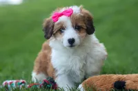 NALA, a female Pembroke Welsh Corgi and Poodle - Miniature  for sale in Baltic, OH – 6 of 10