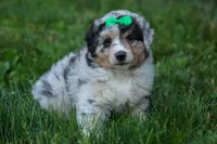 LANDON, a male Miniature American Shepherd for sale in Baltic, OH – 8 of 10