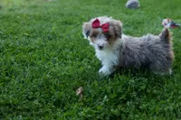NANCY, a female Pembroke Welsh Corgi and Poodle - Miniature  for sale in Baltic, OH – 10 of 10
