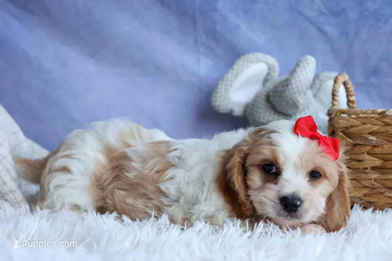 ROSCOE – Cavachon puppy for sale in Baltic, OH
