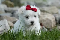 MURPHY, a male Maltese for sale in Baltic, OH – 9 of 10