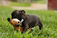 BETZY, a female Frenchton for sale in Baltic, OH – 9 of 9