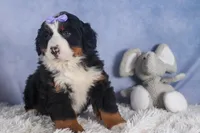 HONEY, a female Bernese Mountain Dog for sale in Baltic, OH – Photo 9 of 10