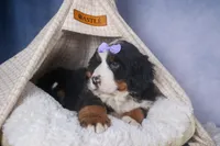 HONEY, a female Bernese Mountain Dog for sale in Baltic, OH – Photo 1 of 10