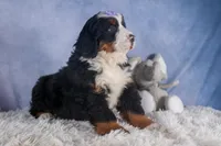 HONEY, a female Bernese Mountain Dog for sale in Baltic, OH – Photo 8 of 10
