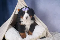 HONEY, a female Bernese Mountain Dog for sale in Baltic, OH – Photo 2 of 10