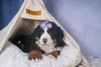 HONEY, a female Bernese Mountain Dog for sale in Baltic, OH – Photo 4 of 10