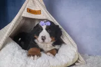 HONEY, a female Bernese Mountain Dog for sale in Baltic, OH – Photo 3 of 10