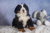 HONEY, a female Bernese Mountain Dog for sale in Baltic, OH – Photo 5 of 10