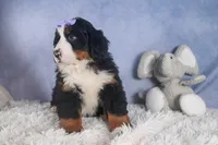 HONEY, a female Bernese Mountain Dog for sale in Baltic, OH – Photo 6 of 10