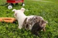 BELLA, a female Frenchton for sale in Baltic, OH – 8 of 10