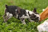 BRANDY, a female Frenchton for sale in Baltic, OH – 5 of 10