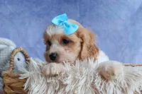 RUSTY, a male Cavachon for sale in Baltic, OH – 6 of 8