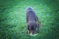 PENNY, a female Doberman Pinscher for sale in Baltic, OH – 8 of 9