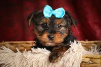 DEXTER, a male Yorkshire Terrier for sale in Baltic, OH – 9 of 10