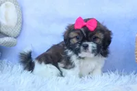 STELLA, a female Shih Tzu for sale in Baltic, OH – 8 of 10
