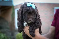COCO, a male Cavapoo for sale in Baltic, OH – 6 of 10