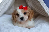 ROSCOE, a male Cavachon for sale in Baltic, OH – 9 of 10