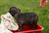 BAILEY, a male Frenchton for sale in Baltic, OH – 9 of 9