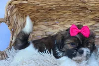 STELLA, a female Shih Tzu for sale in Baltic, OH – 5 of 10