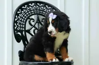 SOPHIE, a female Bernese Mountain Dog for sale in Baltic, OH – 7 of 10