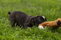 BAILEY, a male Frenchton for sale in Baltic, OH – 6 of 9