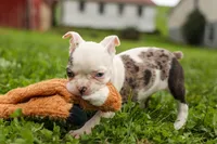BELLA, a female Frenchton for sale in Baltic, OH – 6 of 10