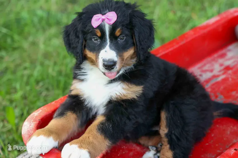 SALLY – Bernese Mountain Dog puppy for sale in Baltic, OH