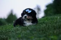LINCOLN, a male Miniature American Shepherd for sale in Baltic, OH – 4 of 10
