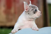 MARLEY, a male Frenchton for sale in Baltic, OH – 3 of 10