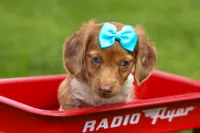 OLIVER, a male Miniature Dachshund for sale in Baltic, OH – 4 of 10
