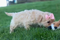 OREO, a male Havapoo for sale in Baltic, OH – 10 of 10