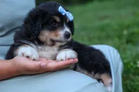 LINCOLN, a male Miniature American Shepherd for sale in Baltic, OH – 1 of 10