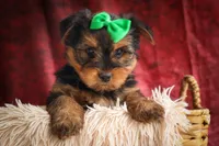 DUKE, a male Yorkshire Terrier for sale in Baltic, OH – 5 of 10