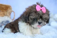 RUBY, a female Shih Tzu for sale in Baltic, OH – 6 of 10
