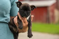 BETZY, a female Frenchton for sale in Baltic, OH – 4 of 9