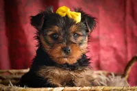 DIESEL, a male Yorkshire Terrier for sale in Baltic, OH – 5 of 10