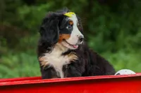 SAMSON, a male Bernese Mountain Dog for sale in Baltic, OH – 8 of 10