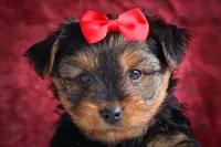 DOC, a male Yorkshire Terrier for sale in Baltic, OH – 7 of 10