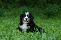 SCOUT, a male Bernese Mountain Dog for sale in Baltic, OH – 2 of 10