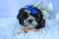 RANDY, a male Shih Tzu for sale in Baltic, OH – 9 of 9