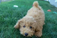MAX, a male Miniature Goldendoodle for sale in Baltic, OH – 5 of 10